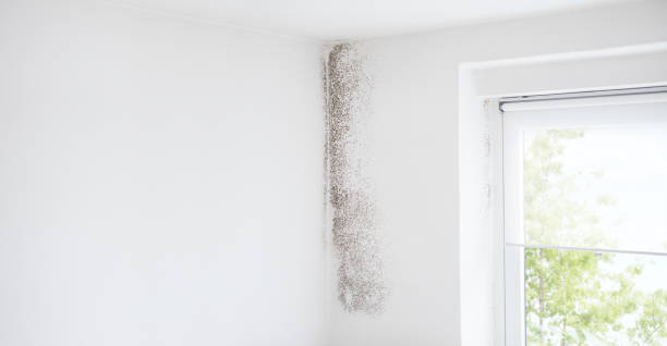 Best Water Damage & Mold Remediation  in Meadow Oaks, FL