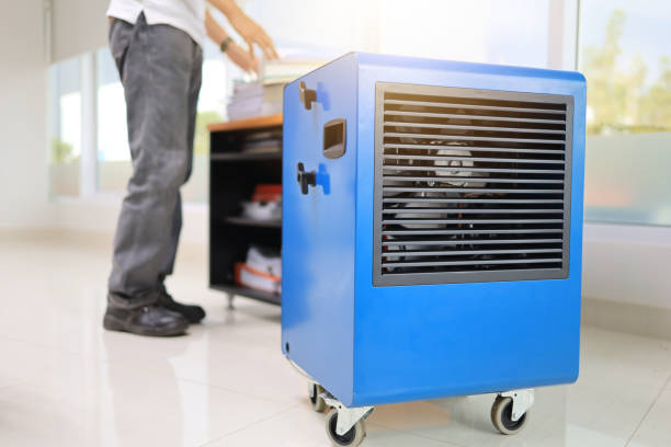 Best Attic Mold Removal  in Meadow Oaks, FL