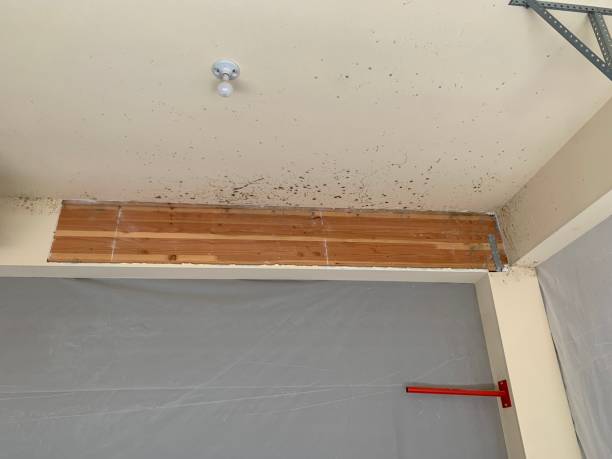 Best Air Quality Testing for Mold Spores  in Meadow Oaks, FL