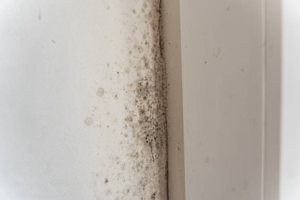 Best Airborne Mold Testing  in Meadow Oaks, FL