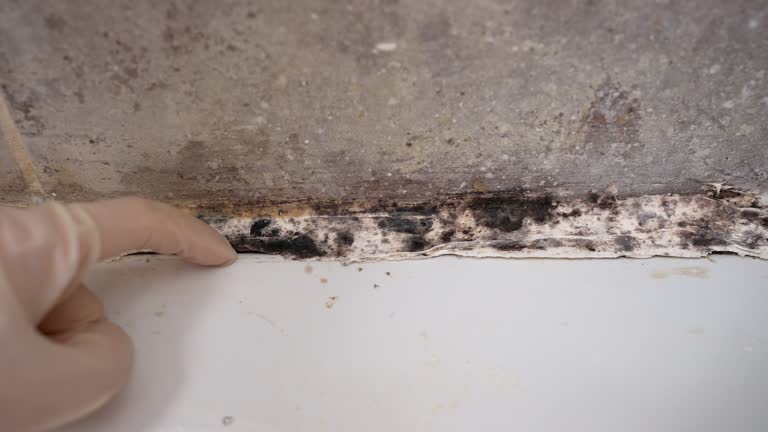 Best Industrial Mold Remediation  in Meadow Oaks, FL